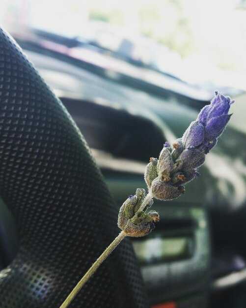 Общие ошибки при использовании ароматерапии в автомобиле