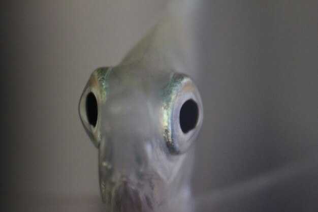 Причины возникновения проблем с глушителем Оки